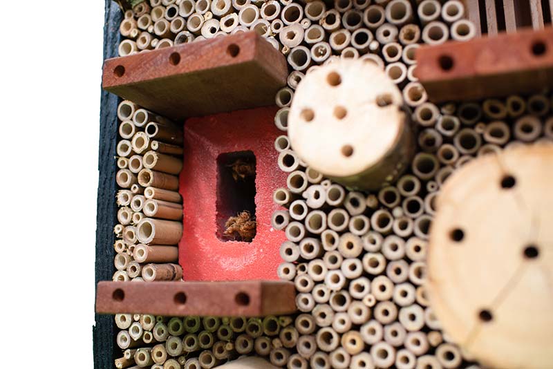 Insectenhotel 'De Koekoekshommel' - Afbeelding 3